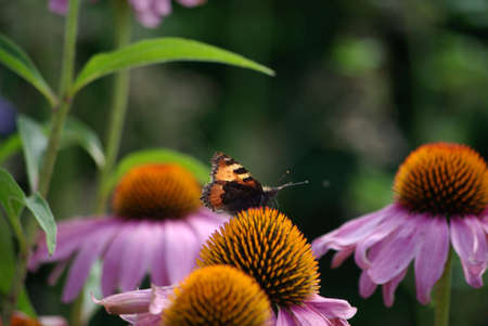 Fox - butterfly on flowerの写真素材