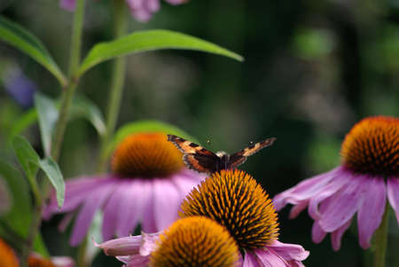 Fox - butterfly on flowerの写真素材