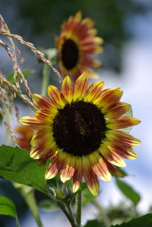 Sunflowerの写真素材
