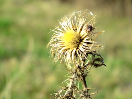 Dry flowerの写真素材