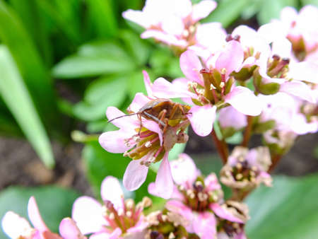 pink flower in garden