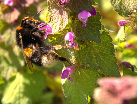 bumblebeeの写真素材