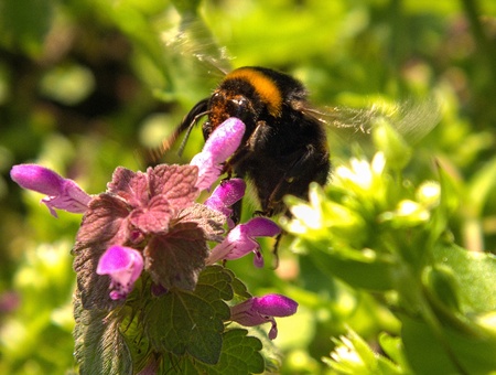 bumblebee in flowers