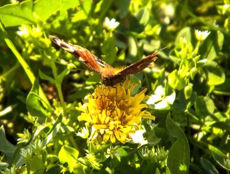 Butterfly on flowerの写真素材