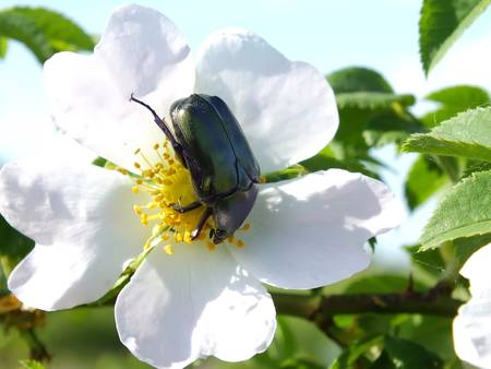 Insect on treeの写真素材