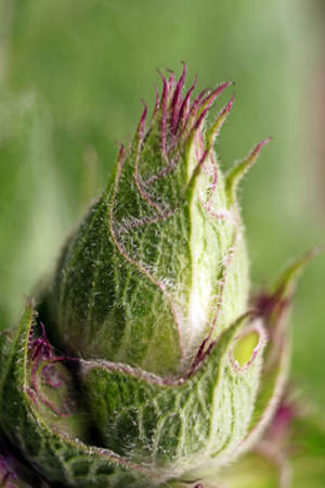 Green plantsの写真素材
