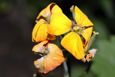 Flowers yellowの写真素材