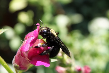 Black bee