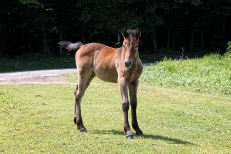 Little horse