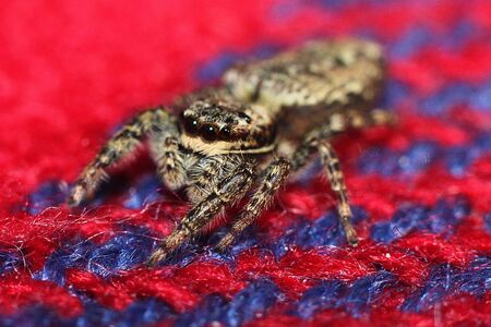 Spider