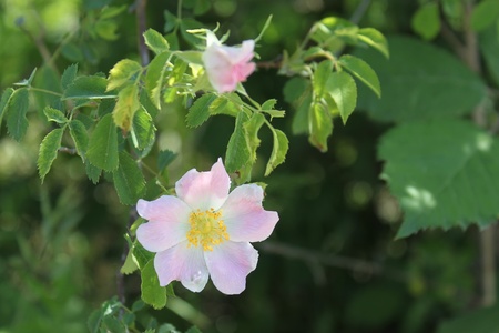 Flower at treeの写真素材