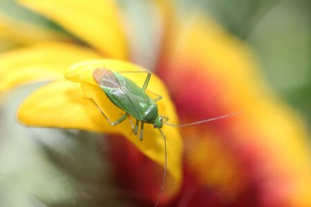 Green bugの写真素材