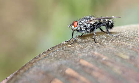 Fly