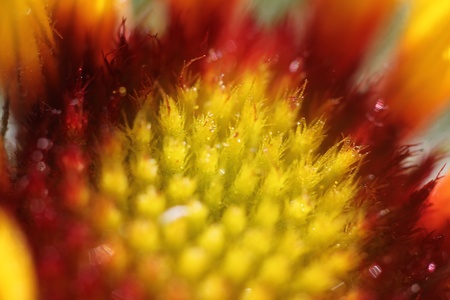 Red yellow flowerの写真素材