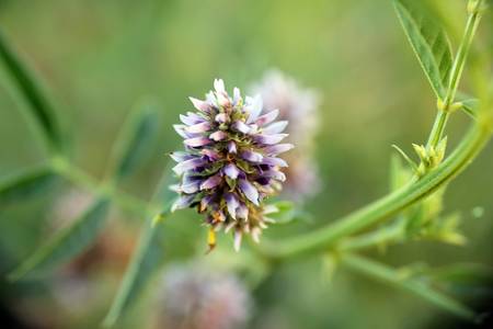 Forest flowerの写真素材