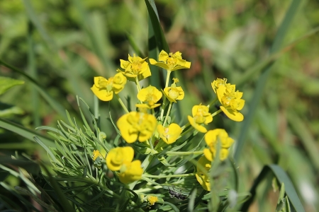 Yellow flowerの写真素材