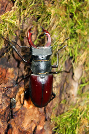 Big bugの写真素材