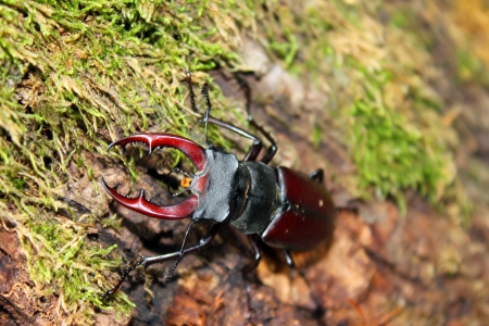 Stagbeetleの写真素材
