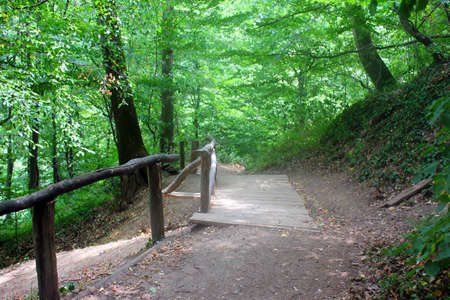 PAth in woodsの写真素材