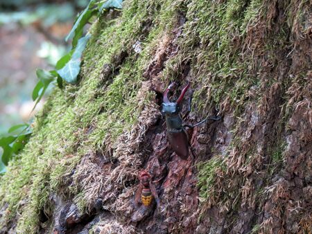 Stagbeetle and stingerの写真素材