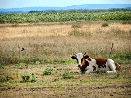 Cowの写真素材