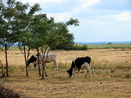 Cowsの写真素材