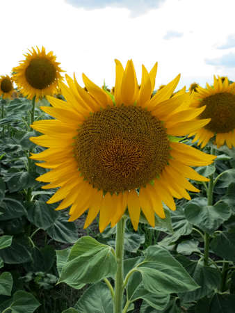 Sunflowersの写真素材