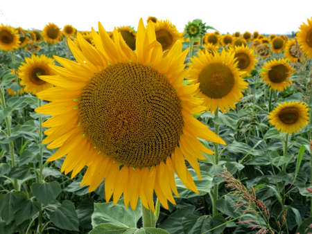 Sunflowerの写真素材