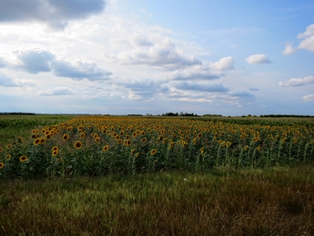 Fields of sunflowerの写真素材