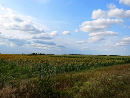 Green fieldsの写真素材