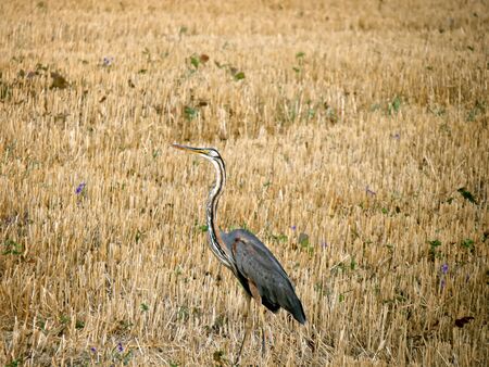 Big birdsの写真素材