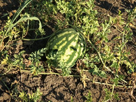 Watermelonの写真素材