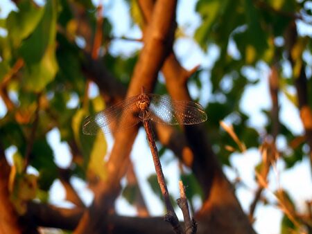 Dragonflyの写真素材
