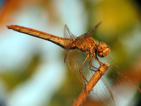 Dragonflyの写真素材