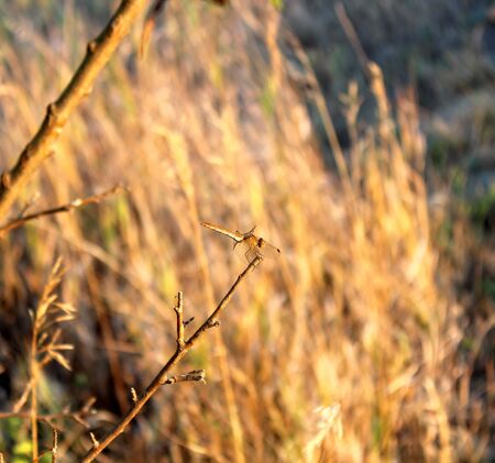 Dragonfly