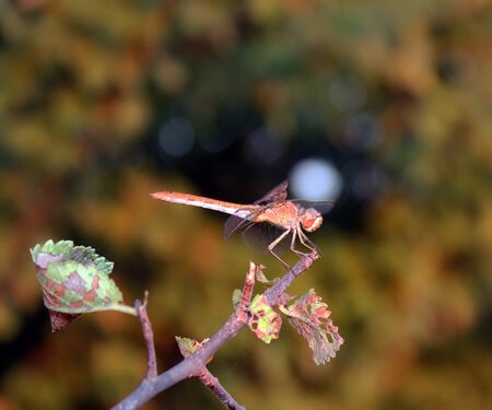 Dragonflyの写真素材