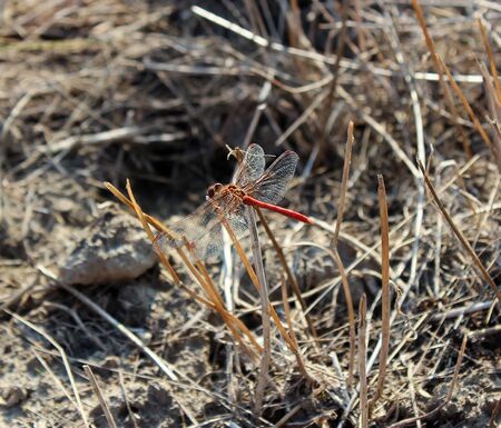 Dragonflyの写真素材