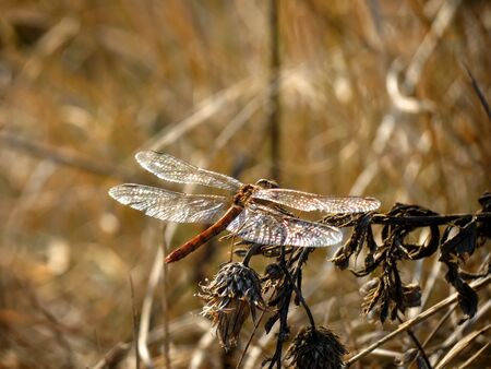Dragonflyの写真素材