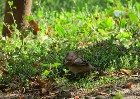 Sparrowの写真素材