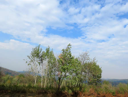 Sky above treesの写真素材