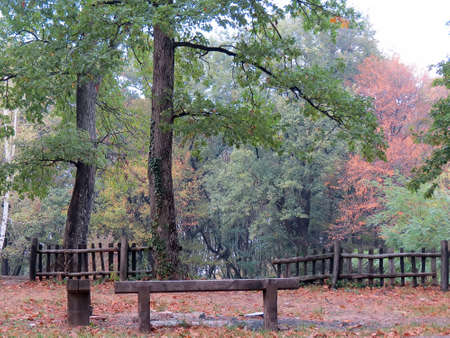 Forestの写真素材