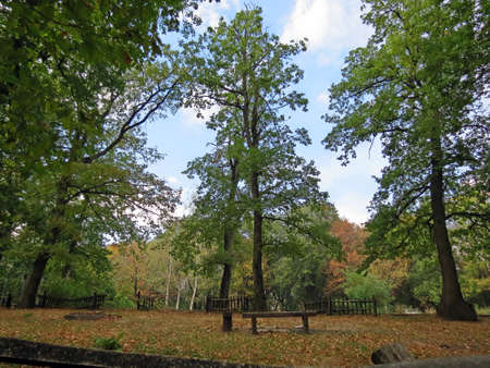 Forest and skyの写真素材