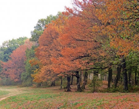Treesの写真素材