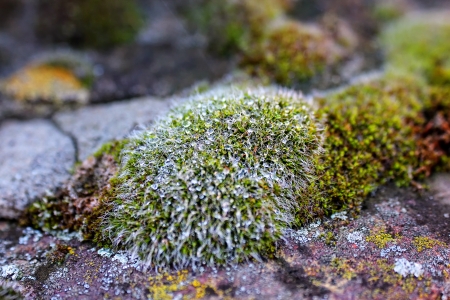 Mossの写真素材