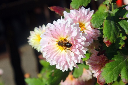 Insect at flowerの写真素材