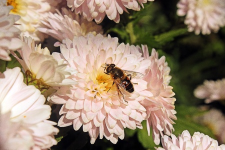 Flowers and beeの写真素材