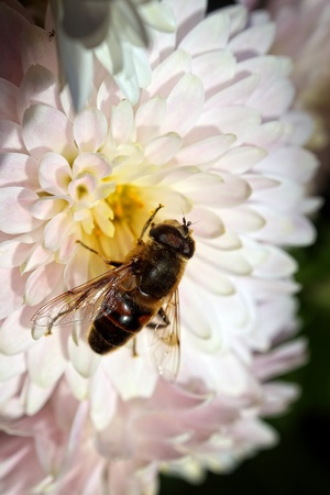 Insectの写真素材