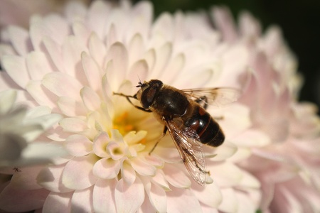 Beeの写真素材