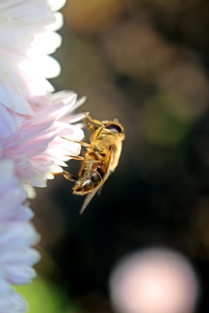Bee on flowerの写真素材