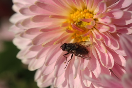 Fly at flowerの写真素材